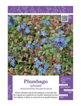 CERATOSTIGMA WILLMOTTIANUM voir PLUMBAGO ARBUSTIF