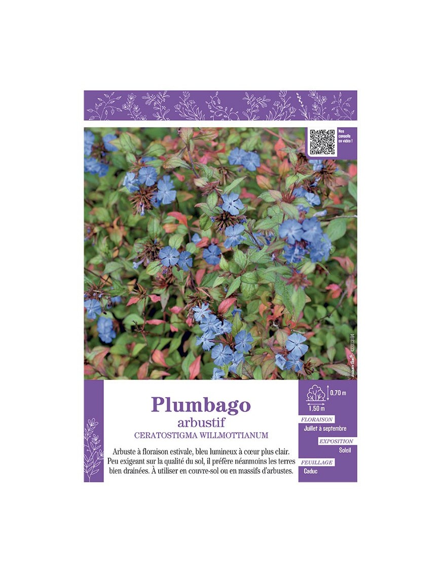 CERATOSTIGMA WILLMOTTIANUM voir PLUMBAGO ARBUSTIF