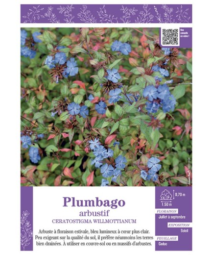 CERATOSTIGMA WILLMOTTIANUM voir PLUMBAGO ARBUSTIF