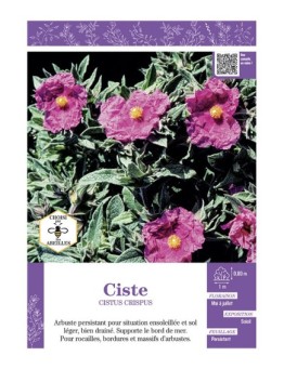 CISTUS CRISPUS voir CISTE (rose soutenu)