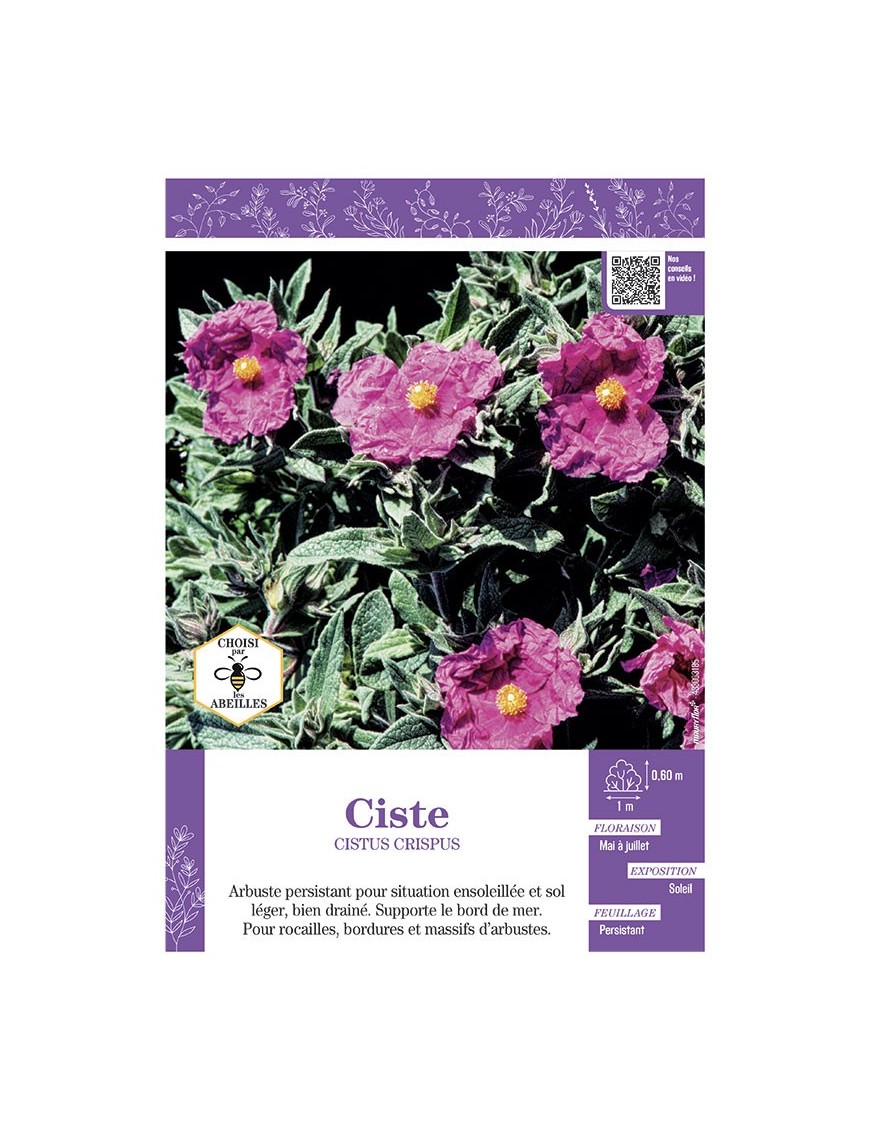 CISTUS CRISPUS voir CISTE (rose soutenu)