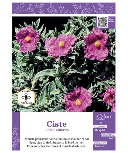 CISTUS CRISPUS voir CISTE (rose soutenu)