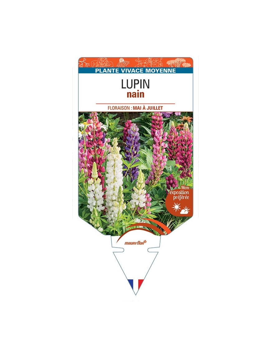 LUPINUS nain (varié)