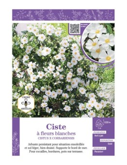 CISTUS X CORBARIENSIS voir CISTE à fleurs blanches