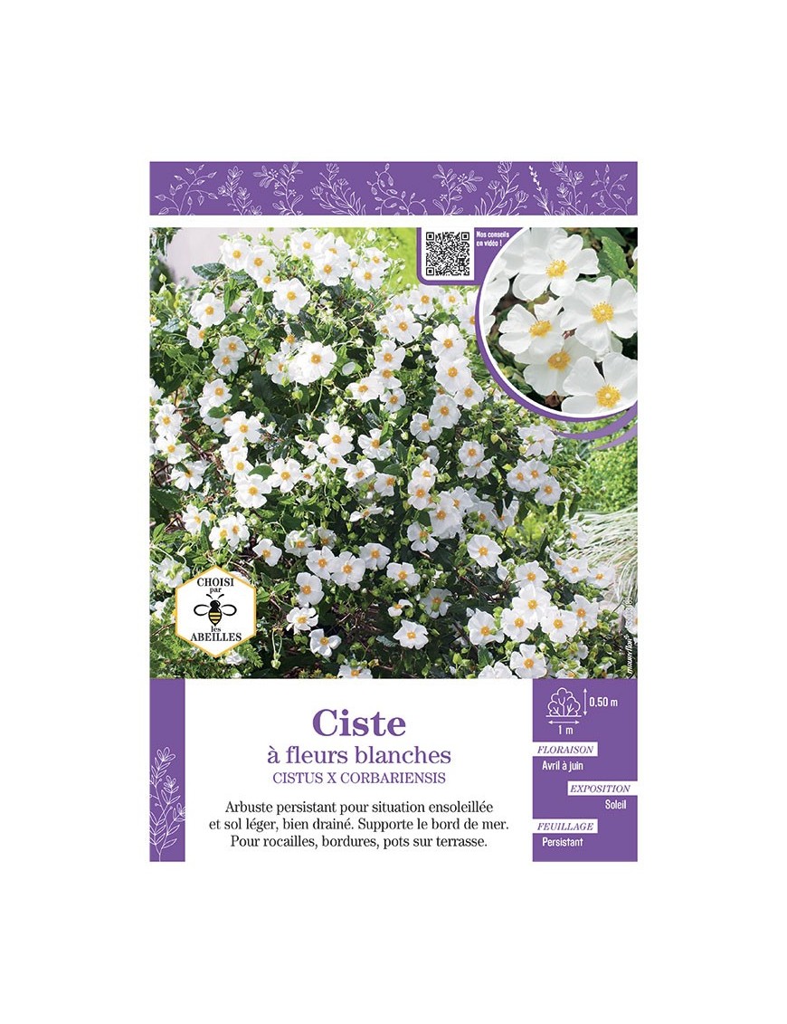 CISTUS X CORBARIENSIS voir CISTE à fleurs blanches