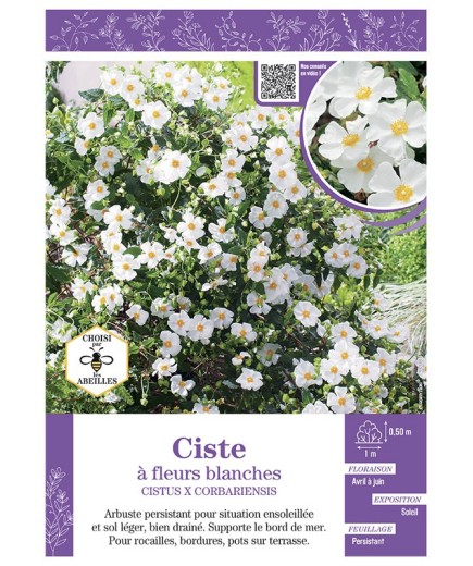 CISTUS X CORBARIENSIS voir CISTE à fleurs blanches