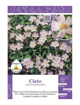CISTUS PARVIFLORUS voir CISTE