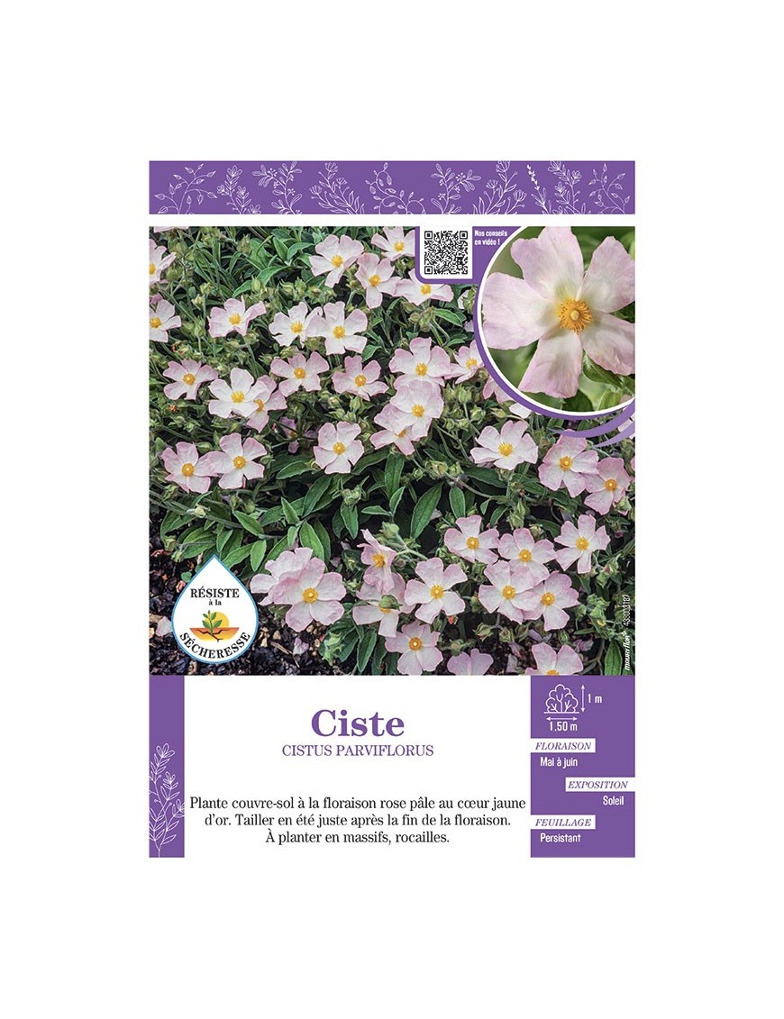 CISTUS PARVIFLORUS voir CISTE