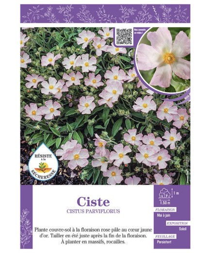 CISTUS PARVIFLORUS voir CISTE