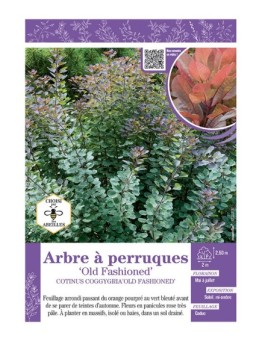 COTINUS COGGYGRIA OLD FASHIONED voir ARBRE À PERRUQUES