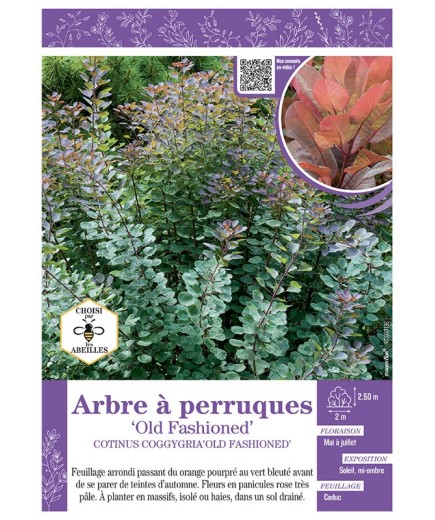 COTINUS COGGYGRIA OLD FASHIONED voir ARBRE À PERRUQUES