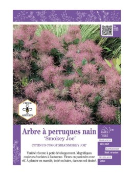 COTINUS COGGYGRIA SMOKEY JOE voir ARBRE À PERRUQUES
