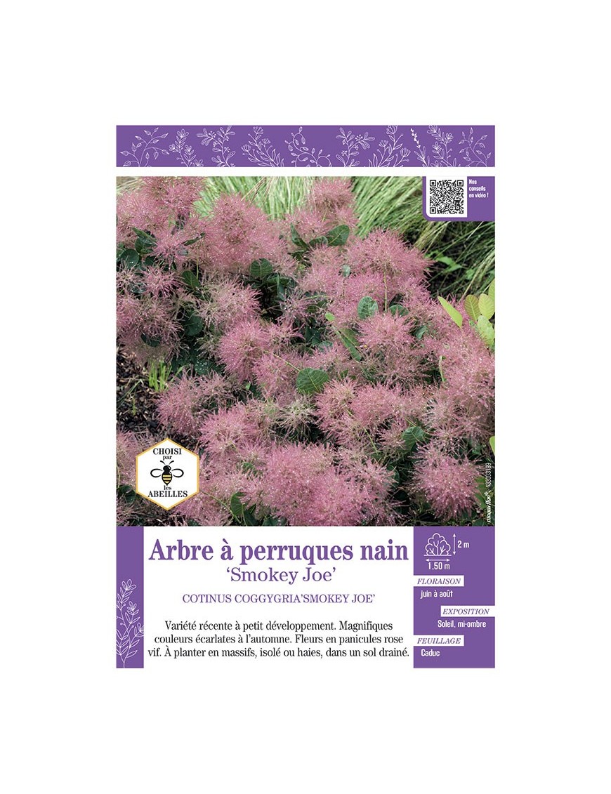 COTINUS COGGYGRIA SMOKEY JOE voir ARBRE À PERRUQUES
