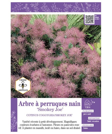 COTINUS COGGYGRIA SMOKEY JOE voir ARBRE À PERRUQUES