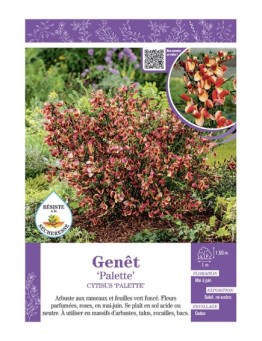 CYTISUS PALETTE voir GENÊT