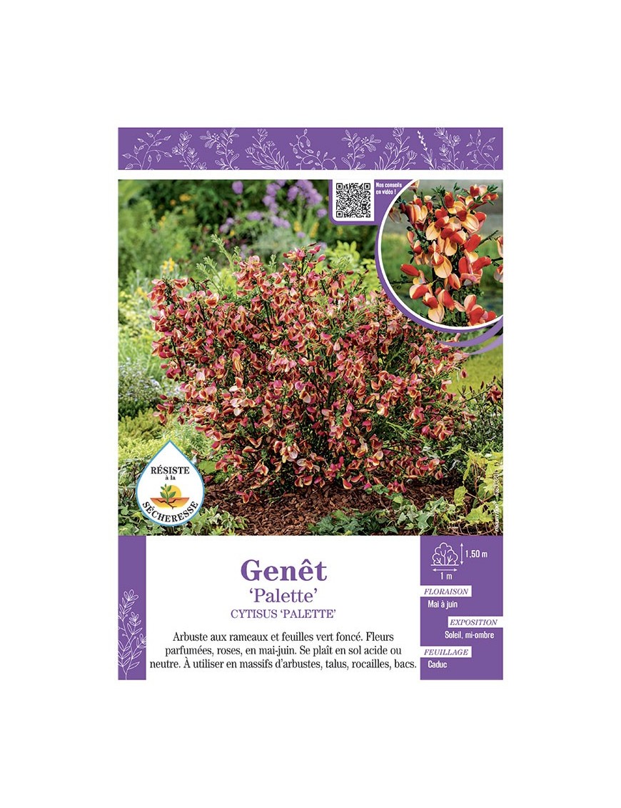 CYTISUS PALETTE voir GENÊT