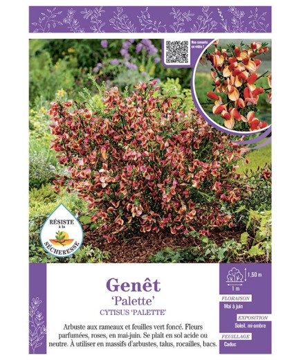 CYTISUS PALETTE voir GENÊT