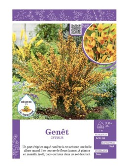 CYTISUS voir GENÊT (jaune)