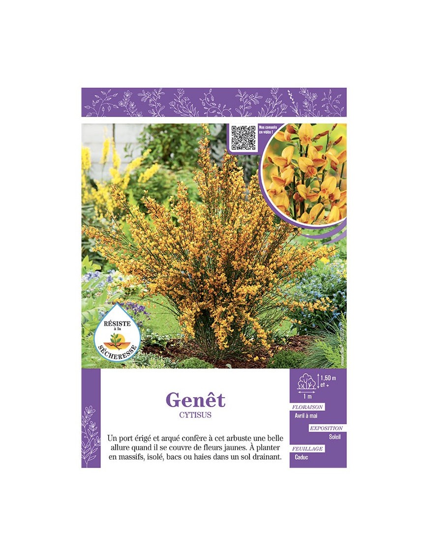 CYTISUS voir GENÊT (jaune)