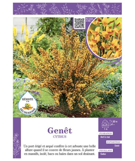 CYTISUS voir GENÊT (jaune)