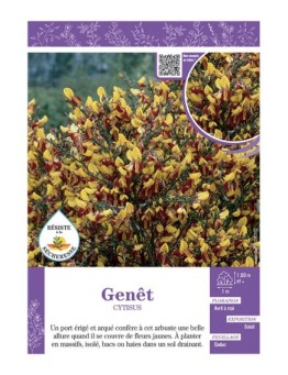 CYTISUS voir GENÊT (jaune et rouge)