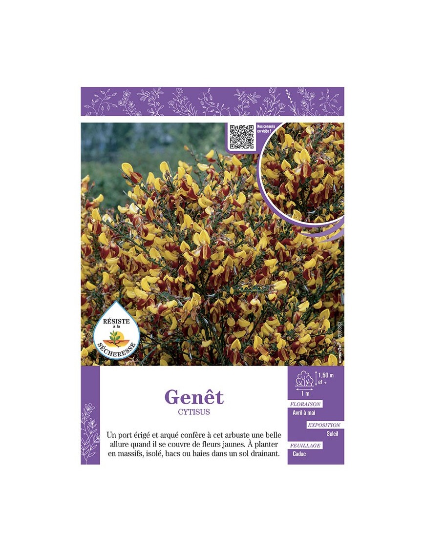 CYTISUS voir GENÊT (jaune et rouge)