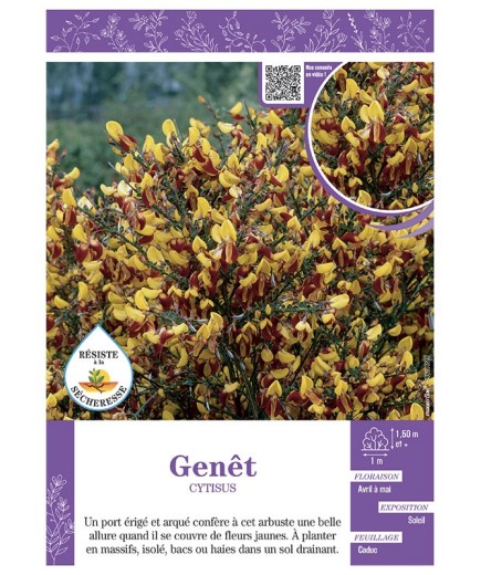 CYTISUS voir GENÊT (jaune et rouge)