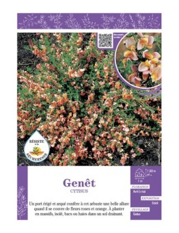 CYTISUS voir GENÊT (rose et orange)