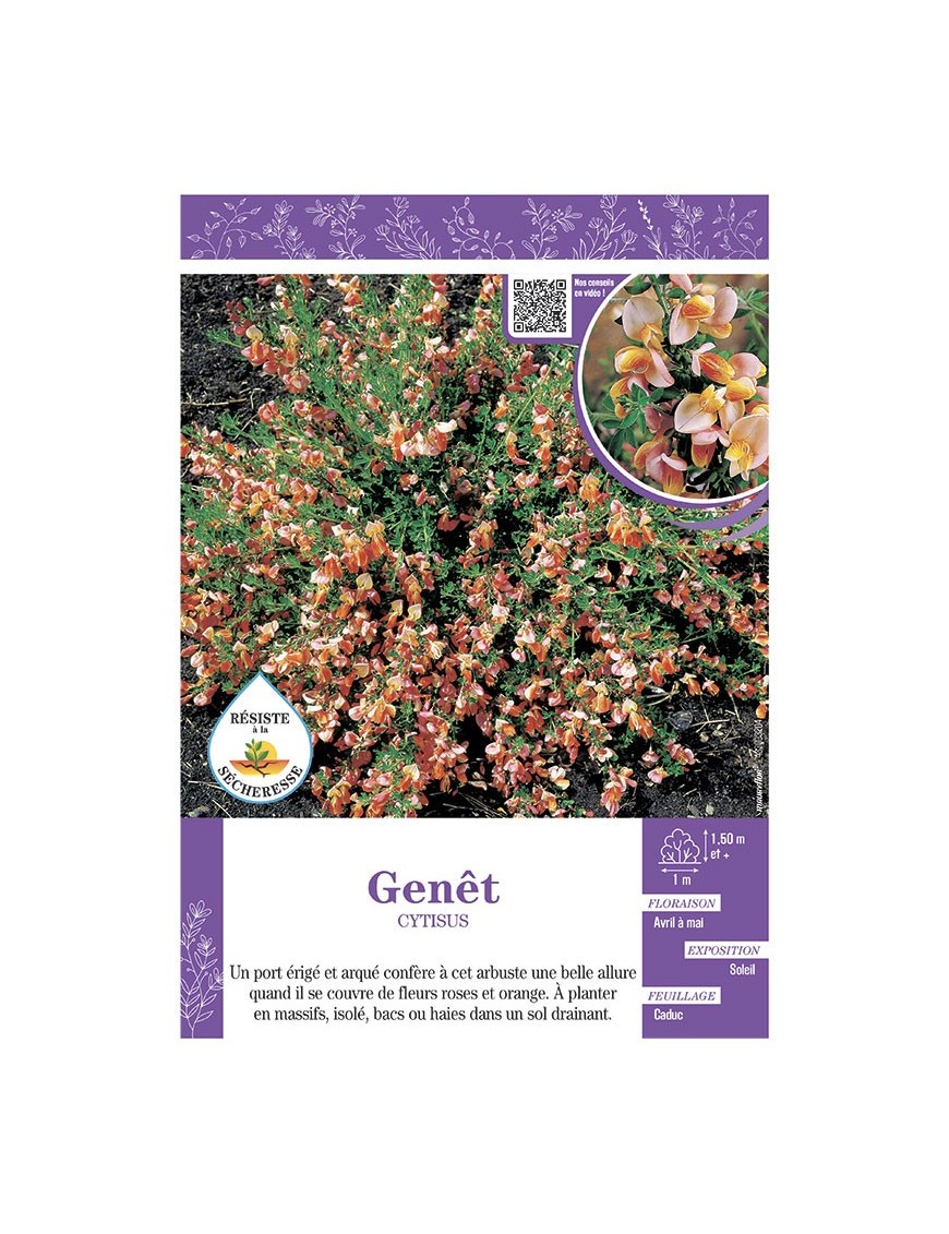 CYTISUS voir GENÊT (rose et orange)