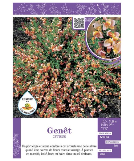 CYTISUS voir GENÊT (rose et orange)