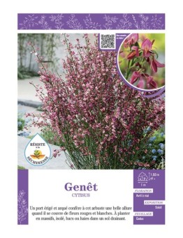 CYTISUS voir GENÊT (rouge et blanc)