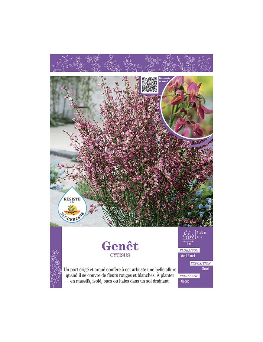 CYTISUS voir GENÊT (rouge et blanc)