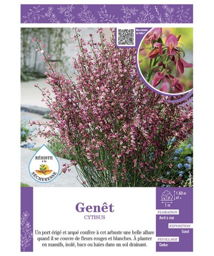 CYTISUS voir GENÊT (rouge et blanc)