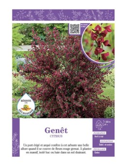 CYTISUS voir GENÊT (rouge grenat)