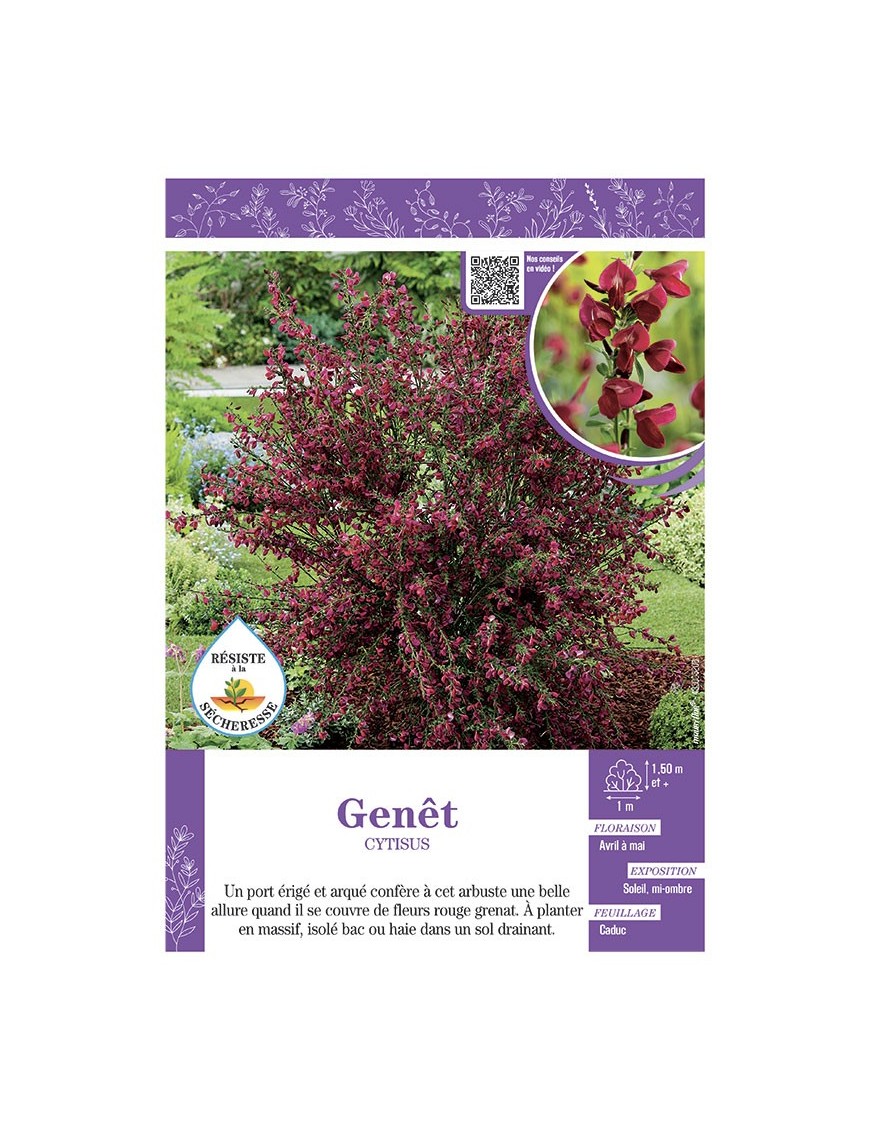 CYTISUS voir GENÊT (rouge grenat)