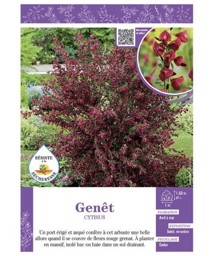 CYTISUS voir GENÊT (rouge grenat)