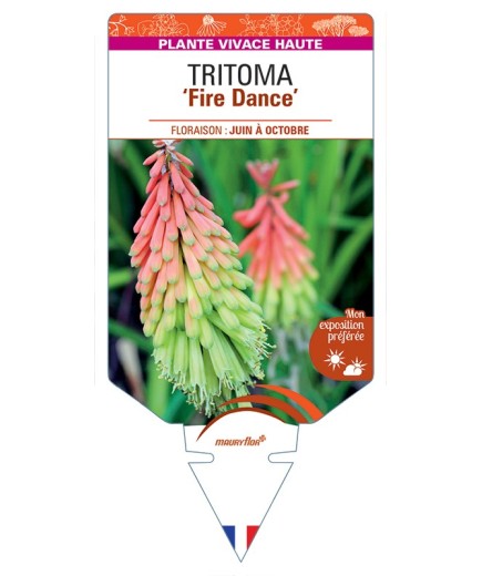 KNIPHOFIA (hirsuta) Fire Dance