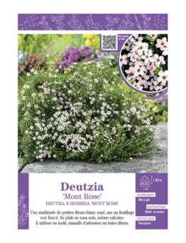 DEUTZIA X HYBRIDA MONT ROSE