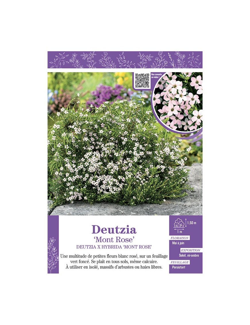 DEUTZIA X HYBRIDA MONT ROSE
