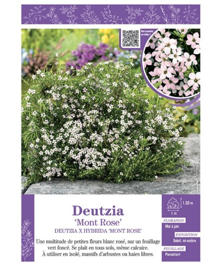 DEUTZIA X HYBRIDA MONT ROSE