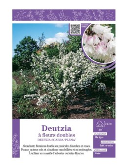 DEUTZIA SCABRA PLENA voir DEUTZIA à fleurs doubles