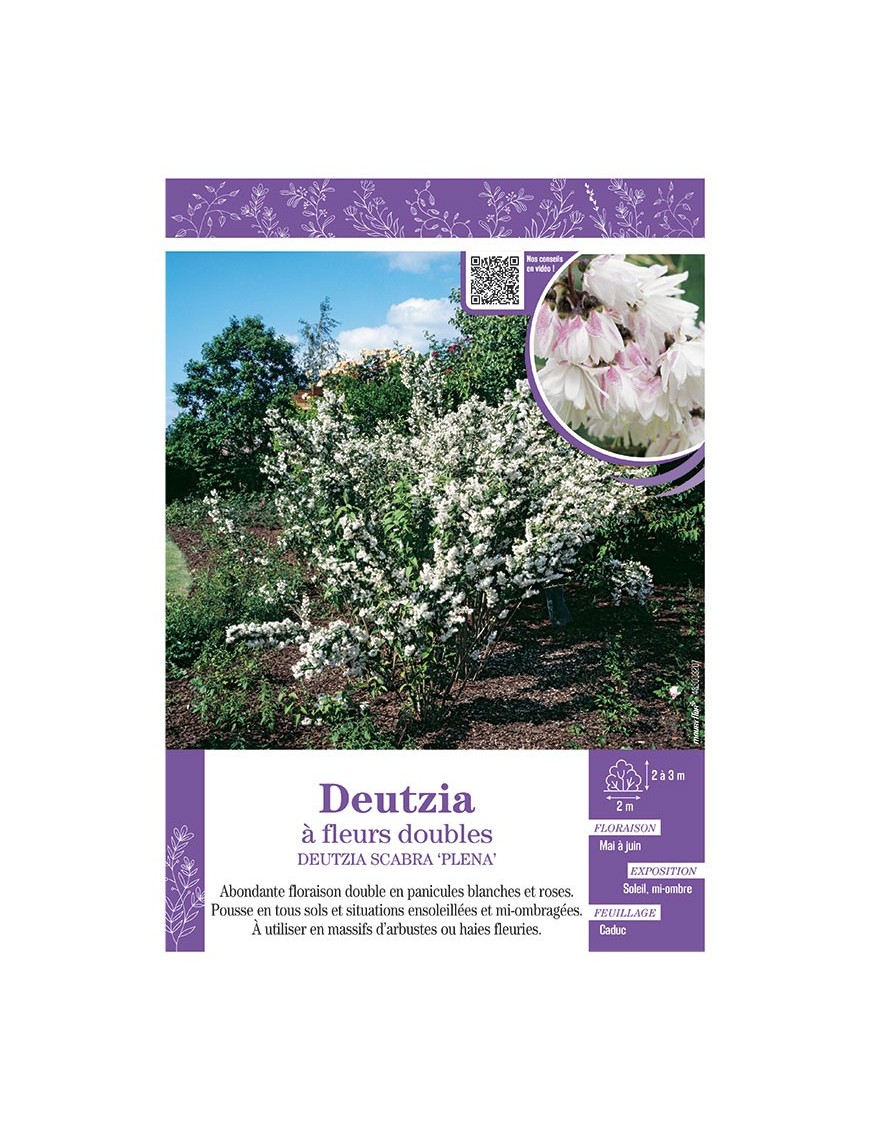 DEUTZIA SCABRA PLENA voir DEUTZIA à fleurs doubles