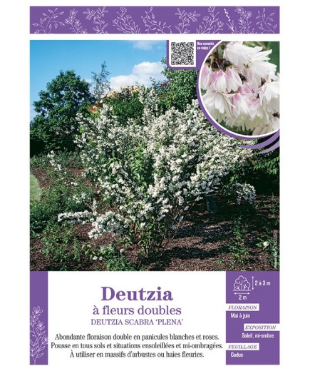 DEUTZIA SCABRA PLENA voir DEUTZIA à fleurs doubles
