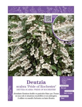 DEUTZIA SCABRA PRIDE OF ROCHESTER