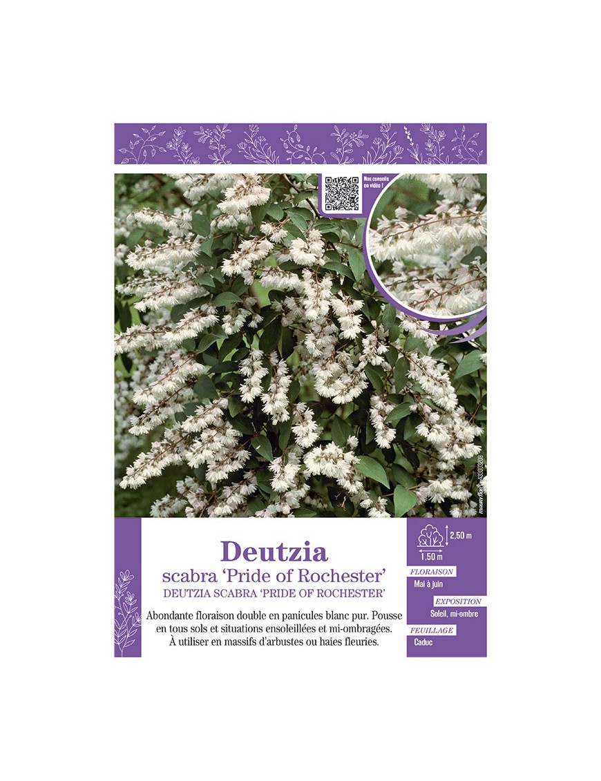 DEUTZIA SCABRA PRIDE OF ROCHESTER
