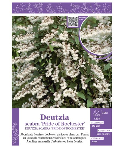 DEUTZIA SCABRA PRIDE OF ROCHESTER