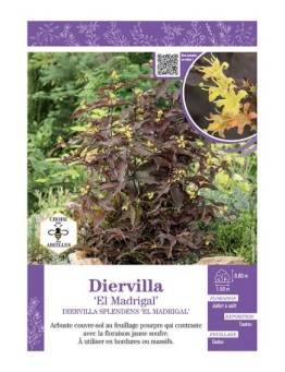 DIERVILLA SPLENDENS EL MADRIGAL
