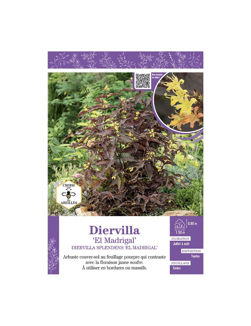 DIERVILLA SPLENDENS EL MADRIGAL