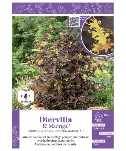 DIERVILLA SPLENDENS EL MADRIGAL