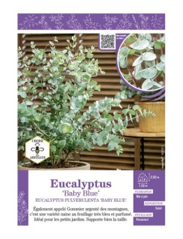 EUCALYPTUS PULVERULENTA BABY BLUE